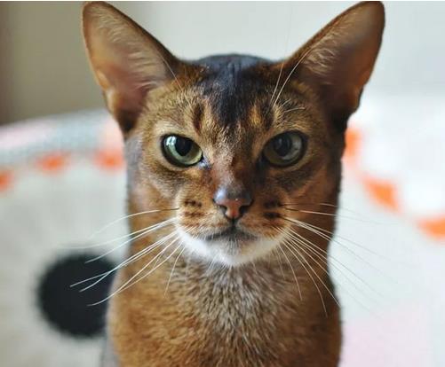 阿比西尼亚猫的特征和性格