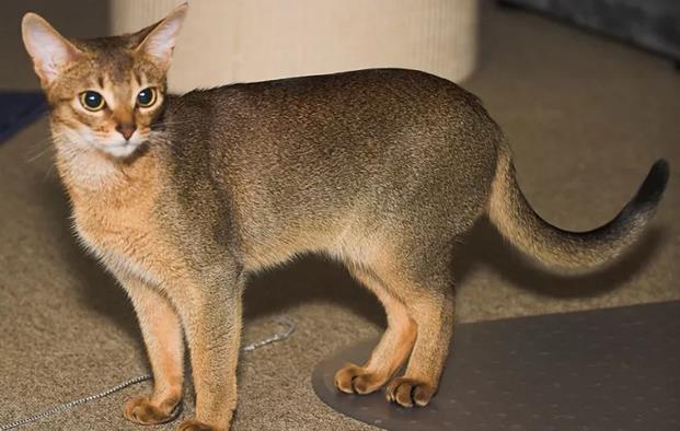 阿比西尼亚猫的特征和性格