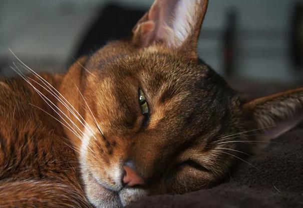 阿比西尼亚猫的特征和性格