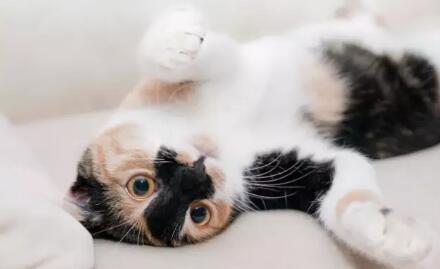 猫咪干呕是什么原因? 千万不要忽视猫频繁干呕!