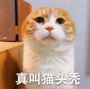 你家猫主子，每天的饮水量真的达标吗？
