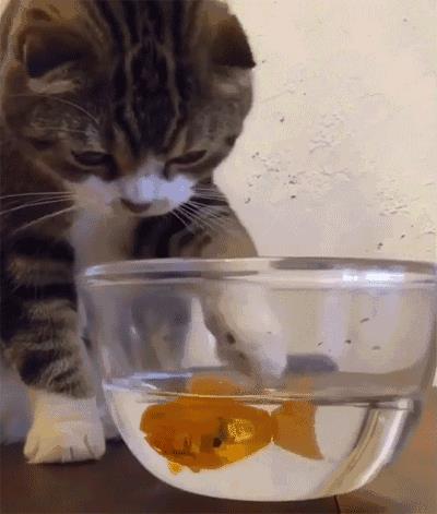 你家猫主子，每天的饮水量真的达标吗？
