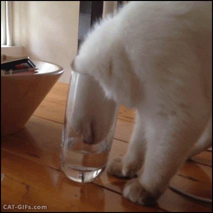 你家猫主子，每天的饮水量真的达标吗？