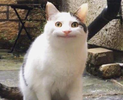 为什么有的猫咪离开家就不会再回来了？原因在这里！