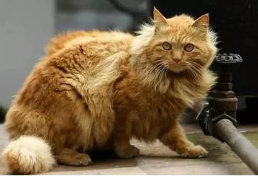 为什么有的猫咪离开家就不会再回来了？原因在这里！