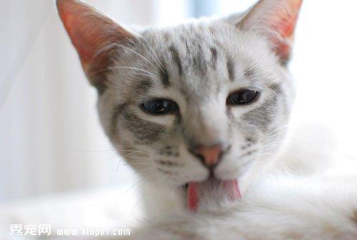 为什么猫猫训练起来会比较困难?