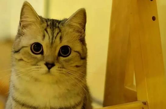 盘点 猫咪喜欢的那些睡眠区域