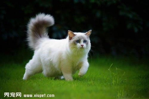 如何训练布偶猫抓东西？