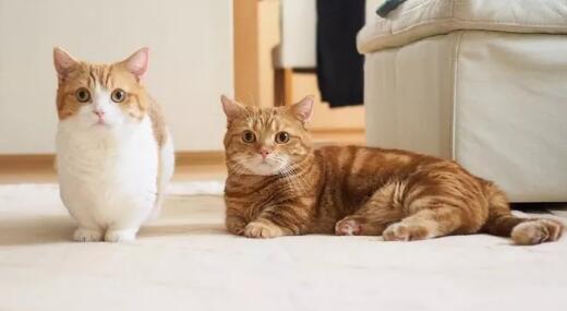 猫咪驱虫有多重要? 知道真相的我眼泪掉下来!