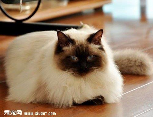 如何让布偶猫听从命令认真训练？