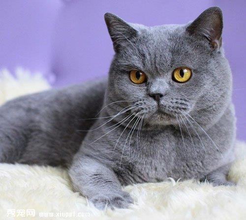 如何训练英国短尾猫在马桶上厕所？