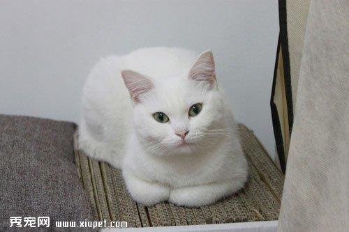 英国短尾猫的日常训练方式与方法