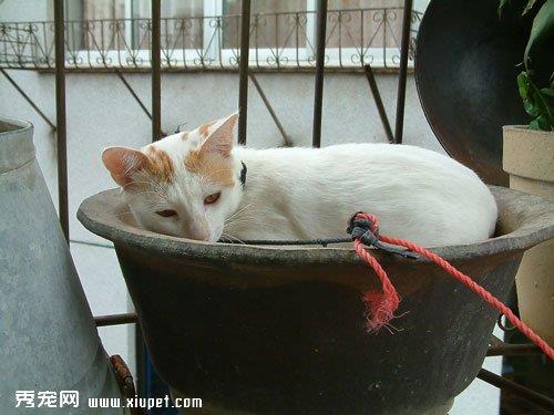 如何培养猫猫良好的饮食习惯？