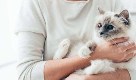 猫咪有哪些常见疾病? 这几种情况需要重视起来!
