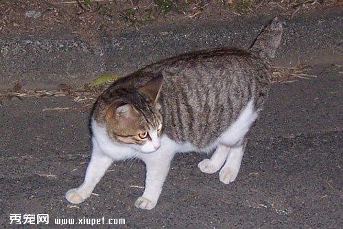 如何给日本短尾猫进行日常的训练及泪痕清理