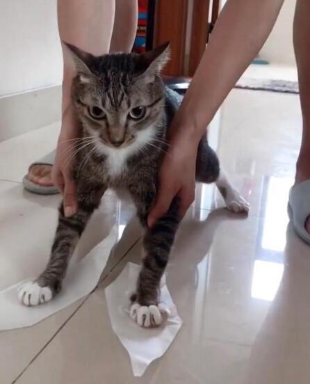 给猫咪“粘毛纸挑战”当有趣?专家表示不可取!
