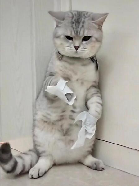 给猫咪“粘毛纸挑战”当有趣?专家表示不可取!