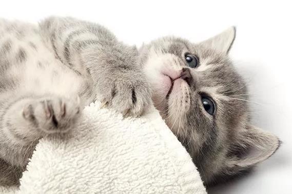 刚进家的小猫半夜不睡觉应该怎么办？