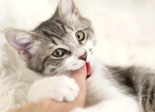 刚进家的小猫半夜不睡觉应该怎么办？