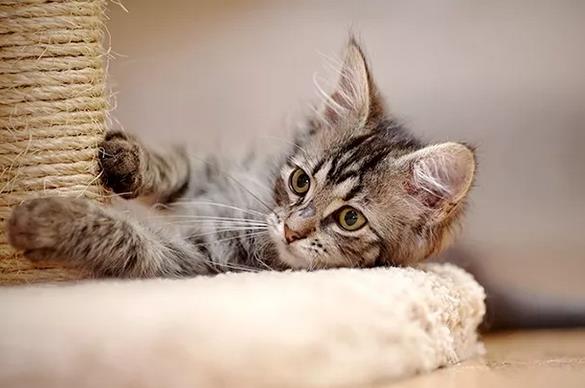 刚进家的小猫半夜不睡觉应该怎么办？