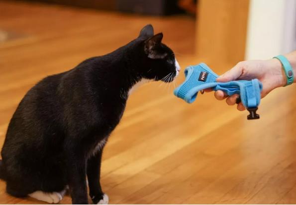 猫咪可以遛吗？选对装备，猫咪照样可以遛！