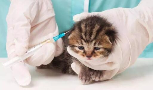 猫疫苗多久打一次,你知道吗?