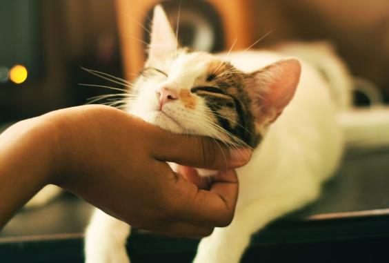 猫猫的基础家庭体检