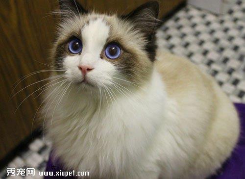 怎样纠正宠物猫咪挑食的坏毛病？