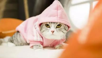 猫咪拉稀是哪些原因造成的? 导致猫咪拉稀的原因!