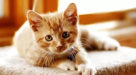 养猫家庭怎么消毒? 别让消毒变成中毒!