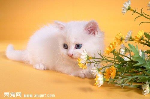 波斯猫在不同的场景怎么区别训练？