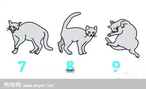 【图解】猫咪的15个肢体语言意思
