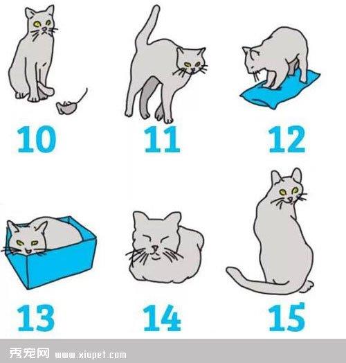 【图解】猫咪的15个肢体语言意思