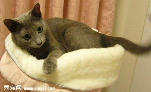 猫咪多大才会开始捉老鼠？