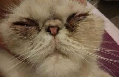 猫鼻支痊愈后，要终身隔离么?
