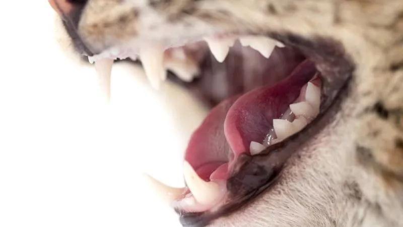 猫的牙齿破坏性吸收损伤-牙吸收