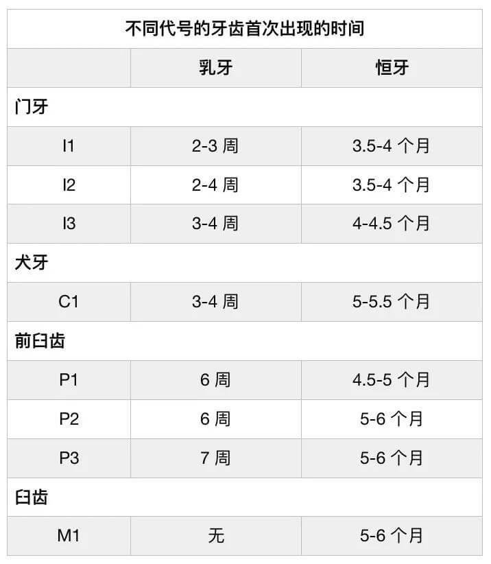 繁育人要知道的：猫咪的牙齿结构及其生长发育