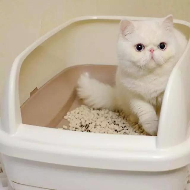 家里的爱猫要是出现以下情况，你知道怎么做吗？