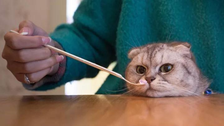 家里的爱猫要是出现以下情况，你知道怎么做吗？
