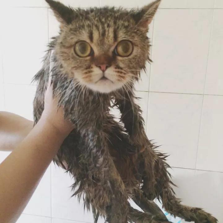 家里的爱猫要是出现以下情况，你知道怎么做吗？