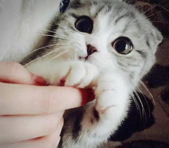 家里的爱猫要是出现以下情况，你知道怎么做吗？