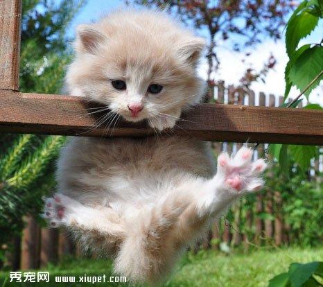 猫咪训练时家长需要坚持的六条原则