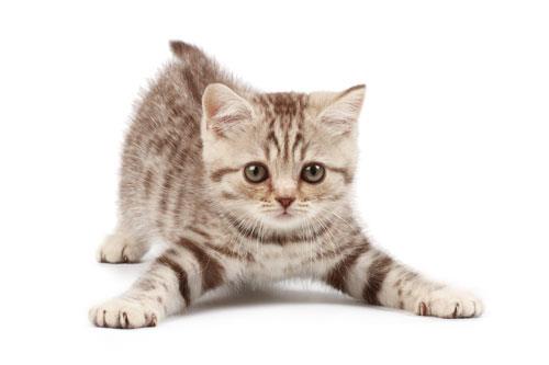 在路上见到猫猫，怎样打招呼才能得到回应？