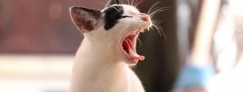 猫会像人一样患上哮喘吗？