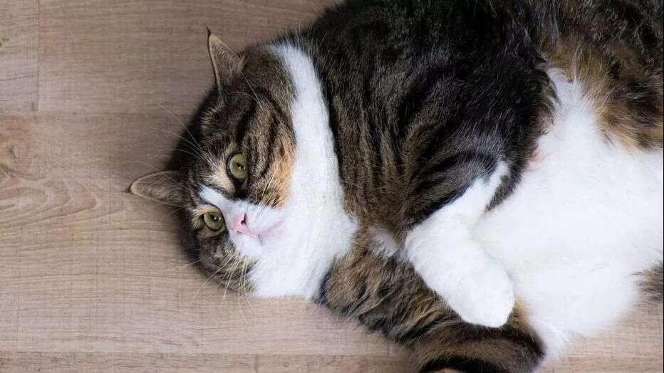 猫会像人一样患上哮喘吗？