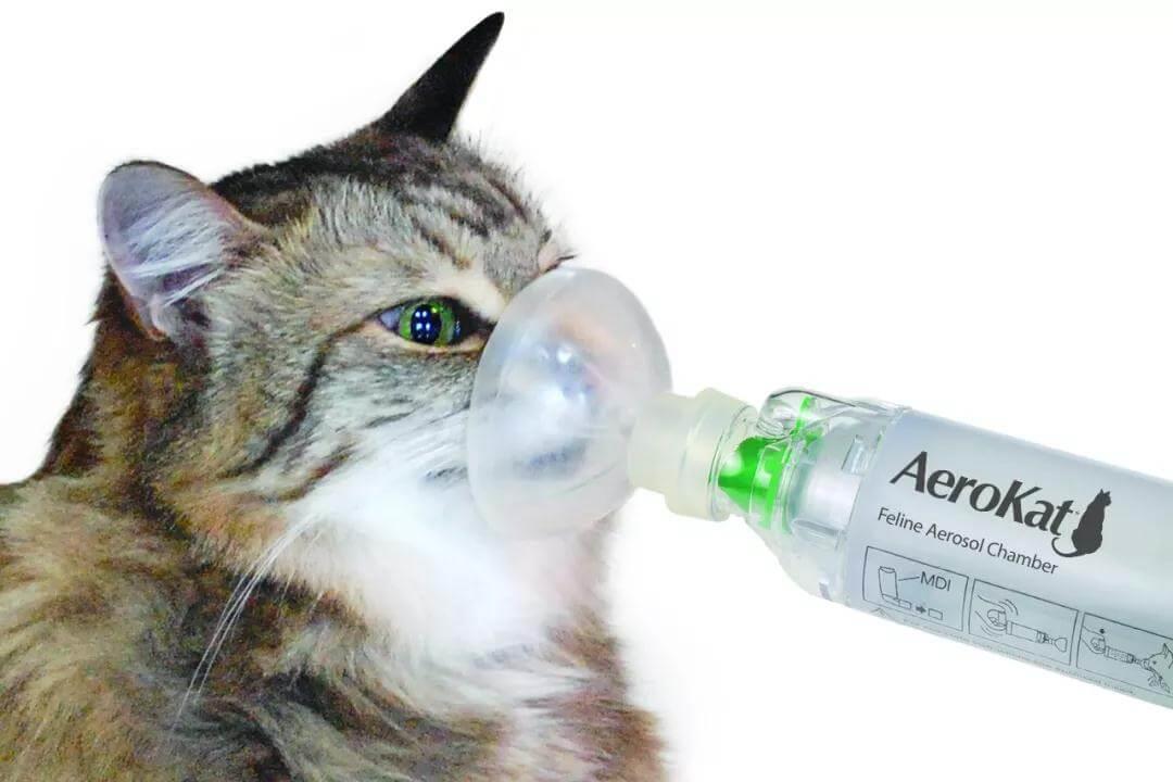 猫会像人一样患上哮喘吗？