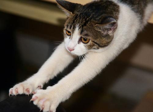 训练宠物猫猫的刺激方法