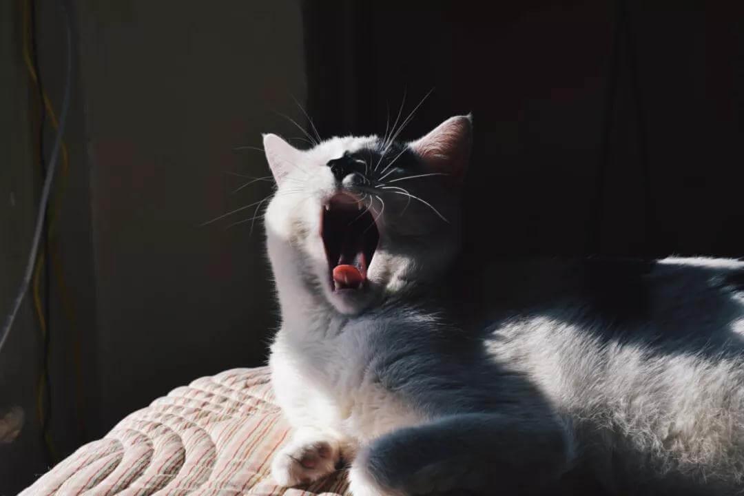 猫咪也能患上偏头痛吗？