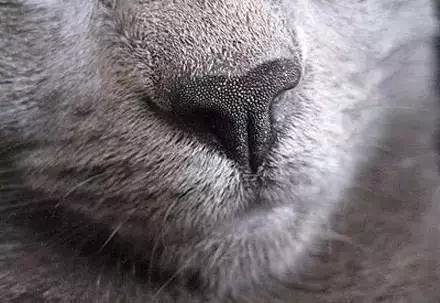 猫咪鼻子干,是生病了吗?