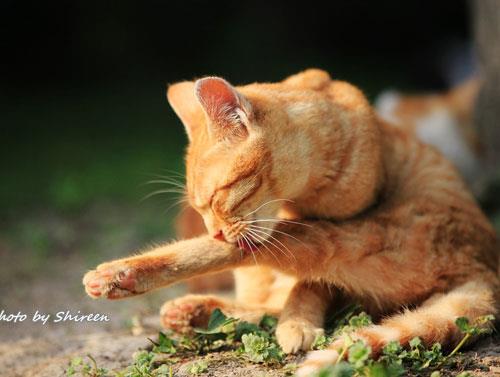 训练宠物猫呼之即来的方法